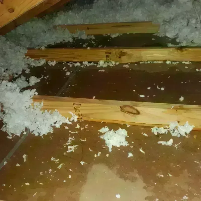 Attic Water Damage in Black Hawk County, IA