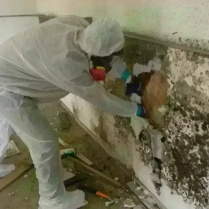 Mold Remediation and Removal in Black Hawk County, IA